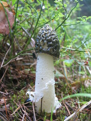 Phallus impudicus togatus