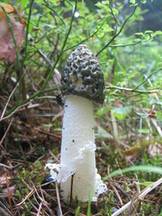 Phallus impudicus togatus