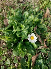 Bellis perennis