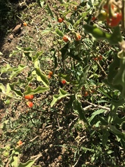 Solanum tomentosum