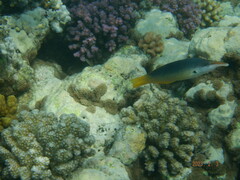 Gomphosus klunzingeri