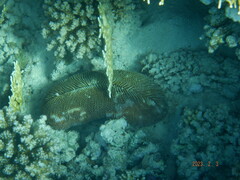 Ctenactis echinata