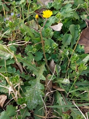Crepis sancta