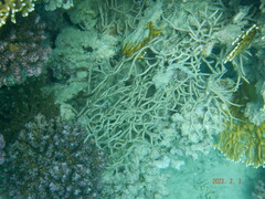 Subergorgia suberosa