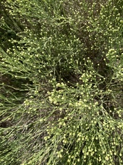 Baccharis notosergila