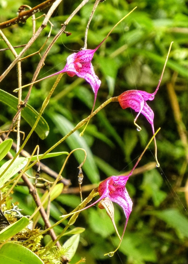 Masdevallia chaparensis