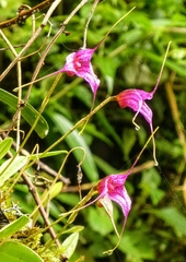 Masdevallia chaparensis