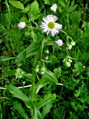 Erigeron philadelphicus philadelphicus