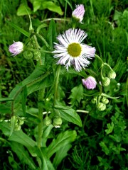 Erigeron philadelphicus philadelphicus