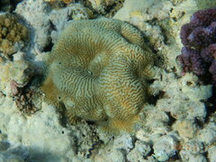 Leptoria phrygia