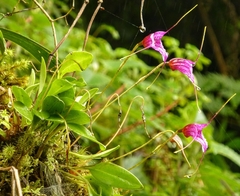 Masdevallia chaparensis