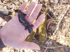 Ambystoma jeffersonianum