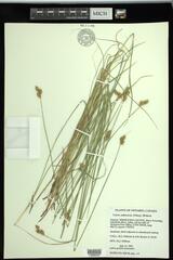 Carex suberecta