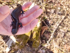 Ambystoma jeffersonianum