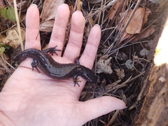 Ambystoma jeffersonianum