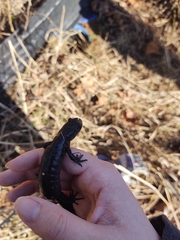 Ambystoma jeffersonianum