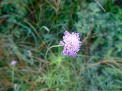 Dipsacoideae