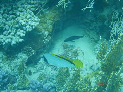 Chaetodon lineolatus