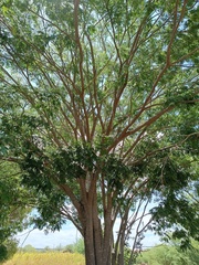 Albizia inundata