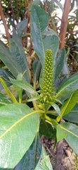 Escallonia pendula
