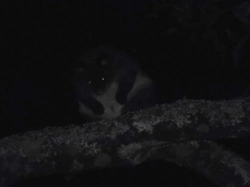 Mountain Brushtail Possum