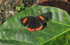 Heliophorus epicles