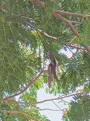 Albizia inundata