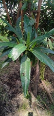 Escallonia pendula