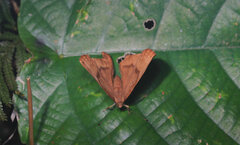 Abisara