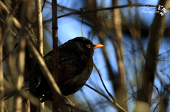 Turdus merula