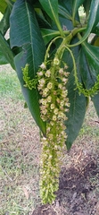 Escallonia pendula