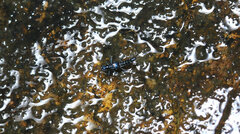 Dianous punctiventris