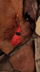 Probergrothius sanguinolens
