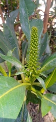 Escallonia pendula