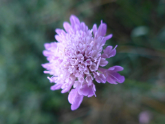 Dipsacoideae