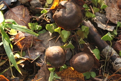 Cortinarius malicorius