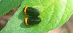 Phymatostetha deschampsi