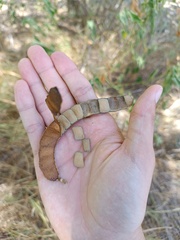 Albizia inundata