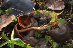 Cortinarius malicorius