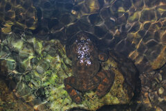 Limnonectes fragilis