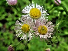 Erigeron philadelphicus philadelphicus