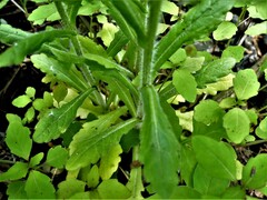 Erigeron philadelphicus philadelphicus