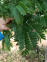 Albizia inundata