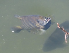 Heterotilapia buettikoferi