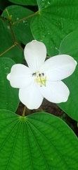 Bauhinia acuminata