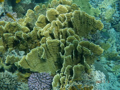 Millepora platyphylla