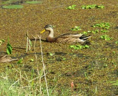 Anas platyrhynchos × fulvigula