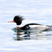 Red-breasted Merganser - Photo (c) Mario Finkel, some rights reserved (CC BY-NC), uploaded by Mario Finkel