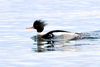 Red-breasted Merganser - Photo (c) Mario Finkel, some rights reserved (CC BY-NC), uploaded by Mario Finkel