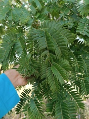 Albizia inundata
